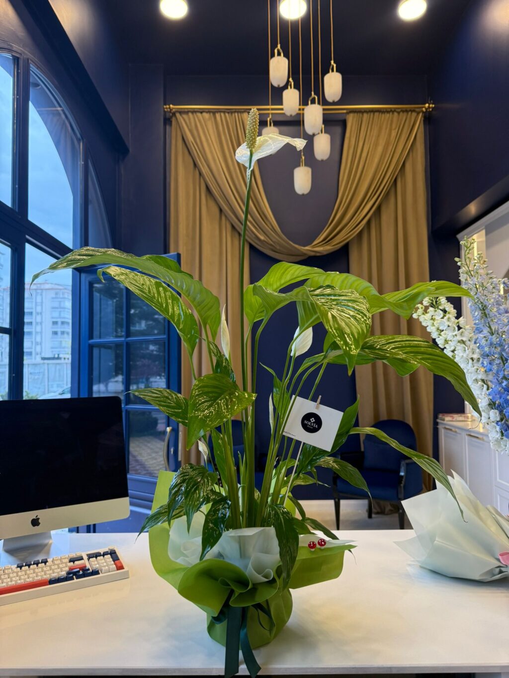 Saksıda barış çiçeği (spathiphyllum) – Malatya açılış hediyesi